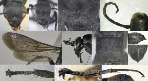 Réf. 246 881 : Entomobora crassitarsis